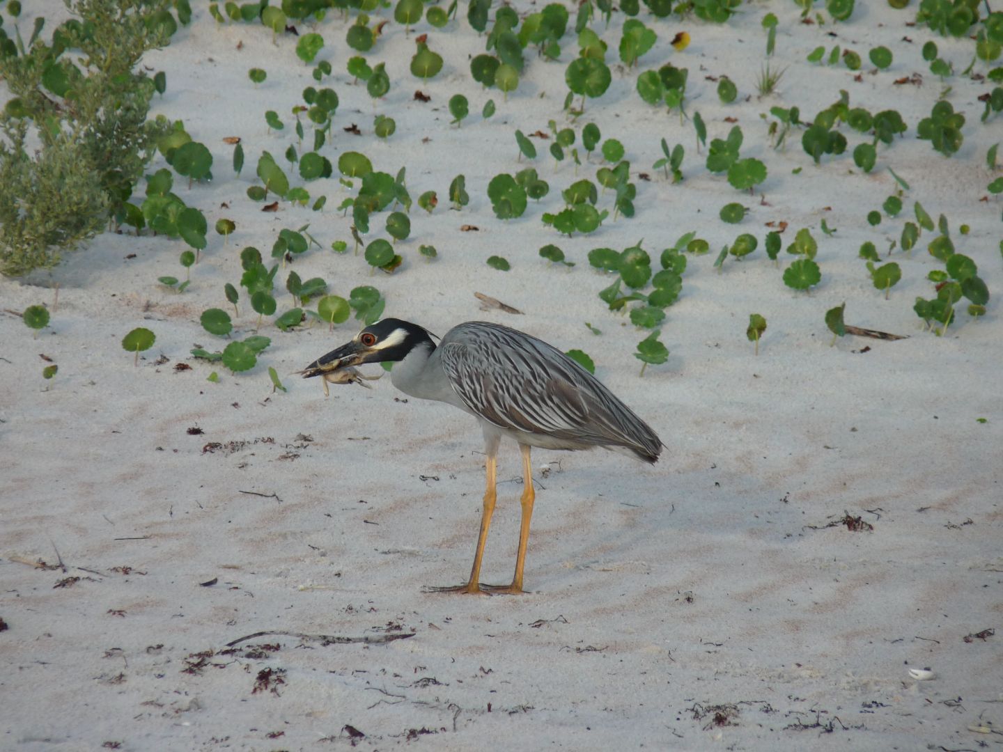 Wading birds of Jamaica