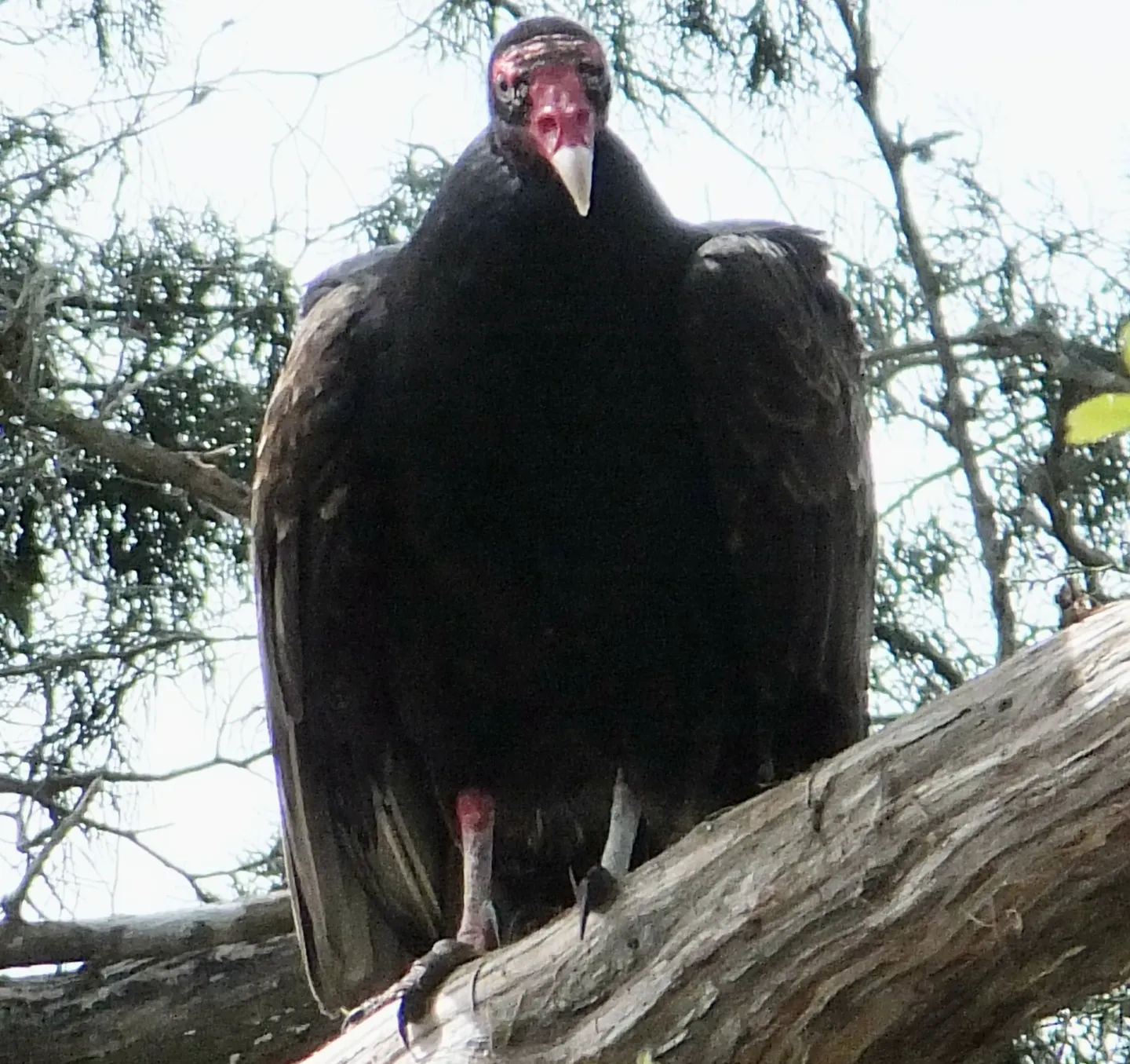 Turkey vulture