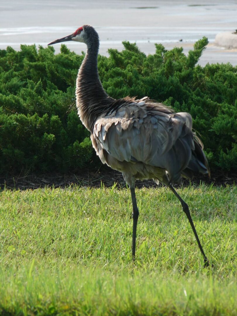 Sandhill Crane