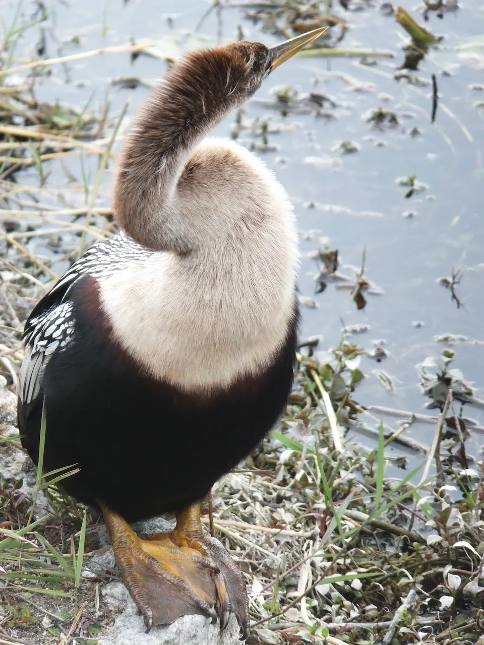 Everglades