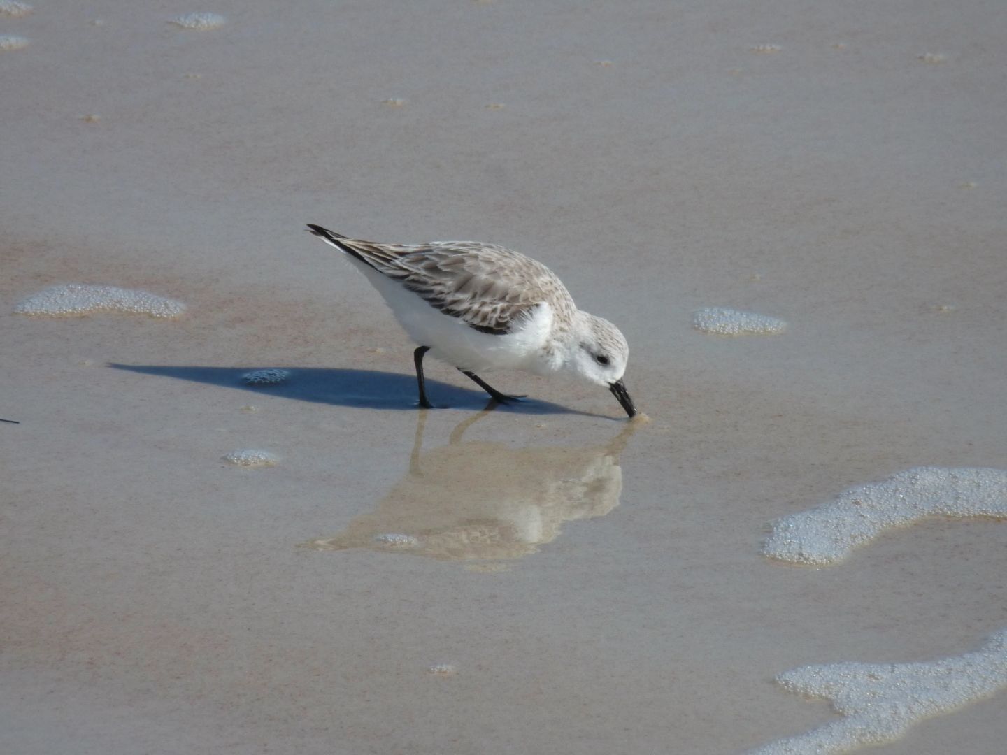 Sanderling bird