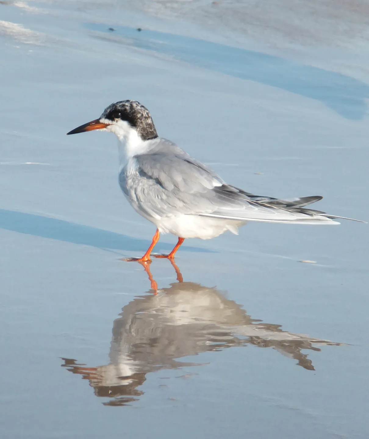 Small white bird