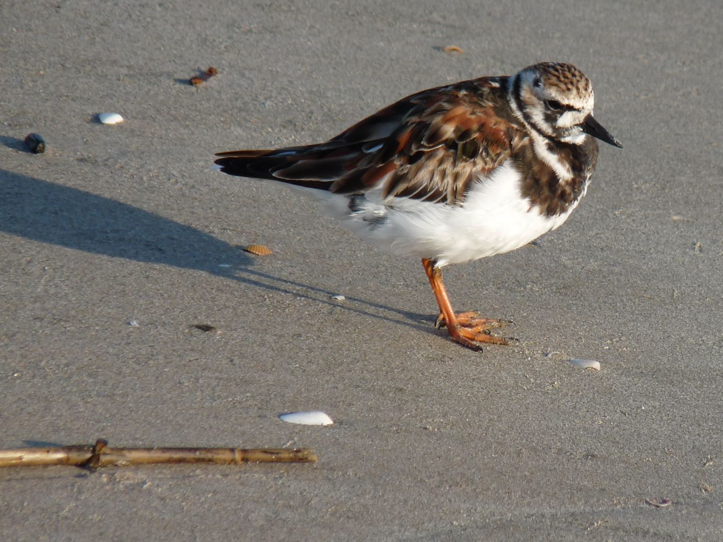 Ruddy Turnstone