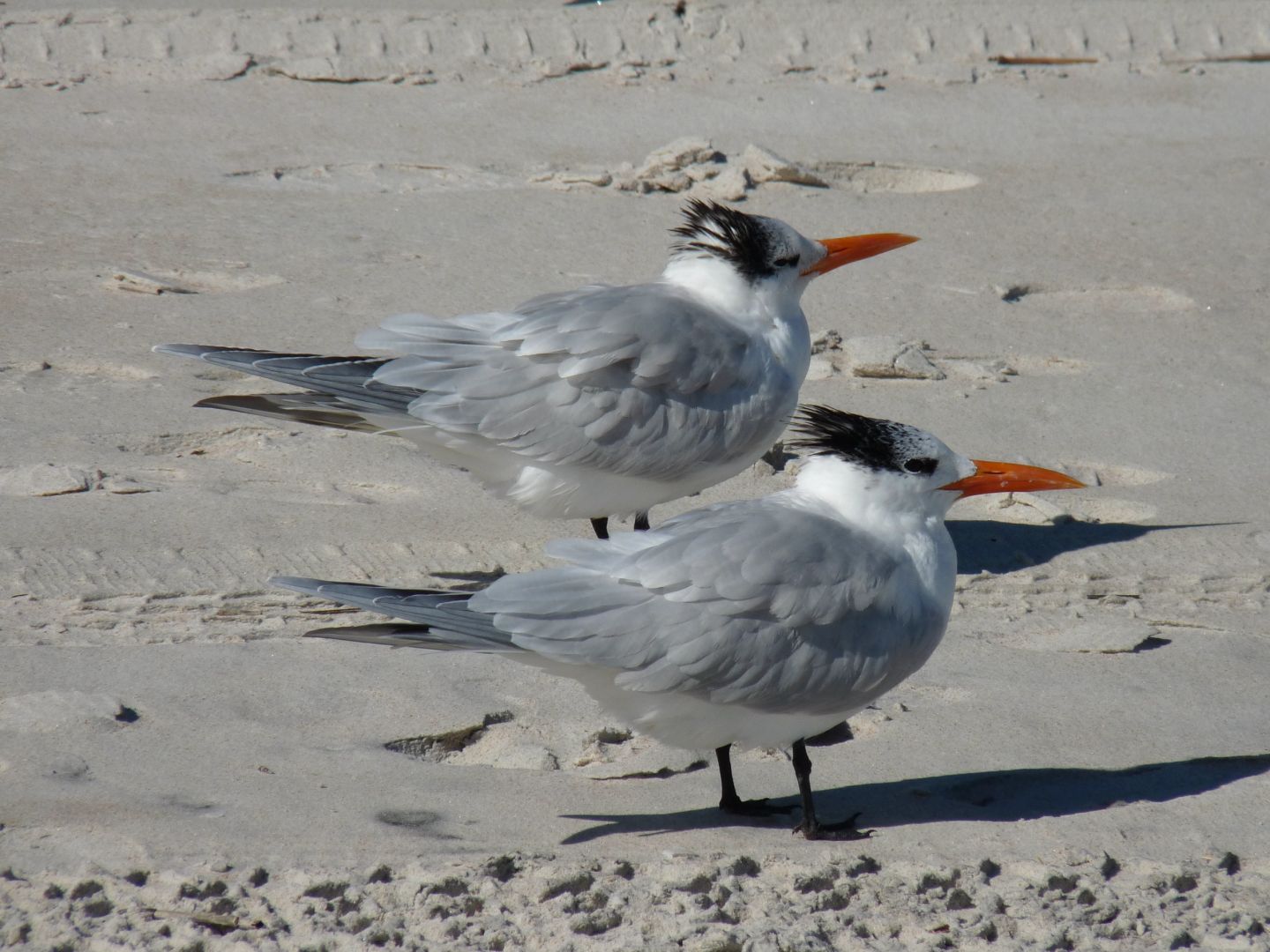 Royal Terns