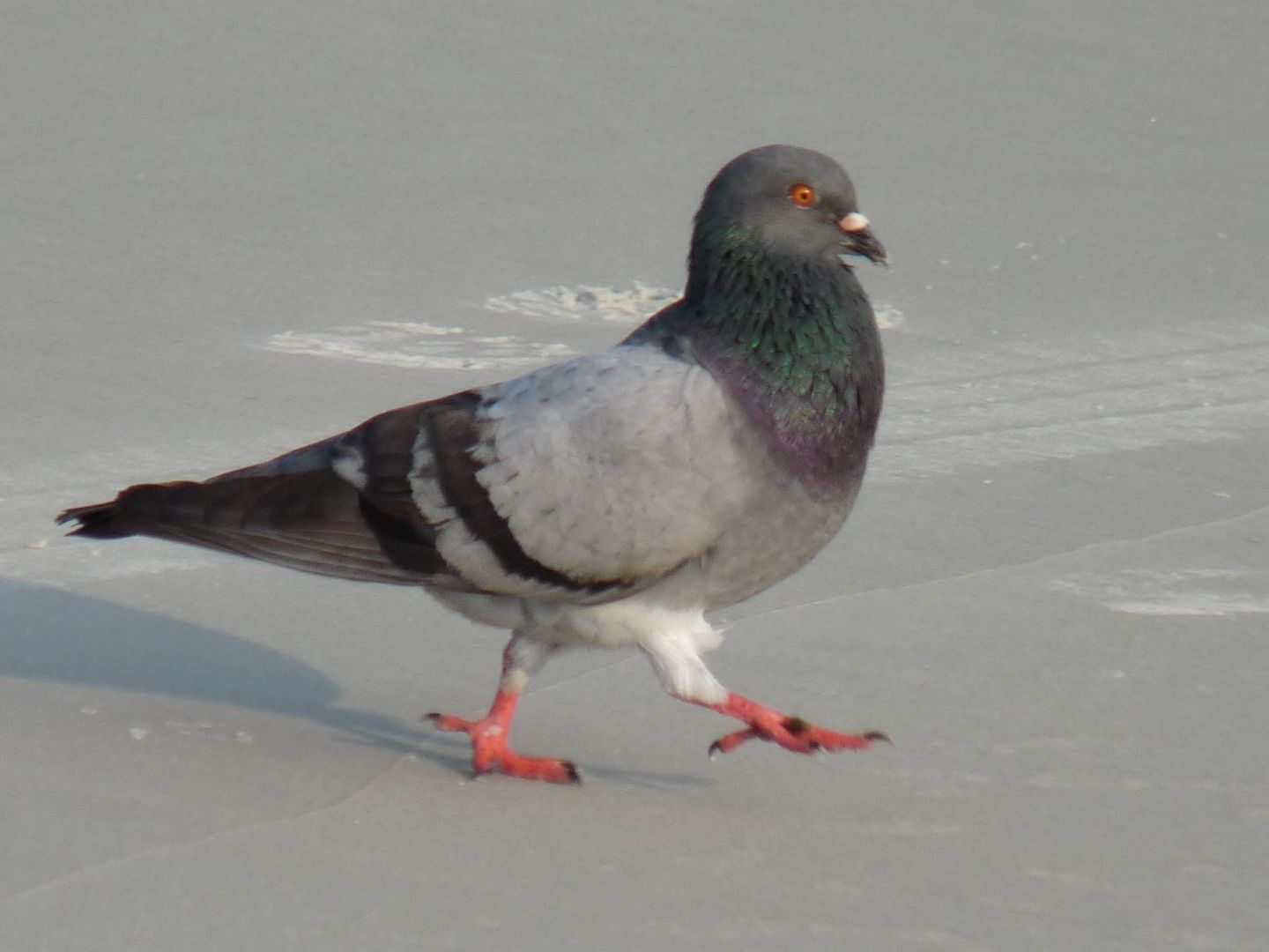 Feral Pigeon