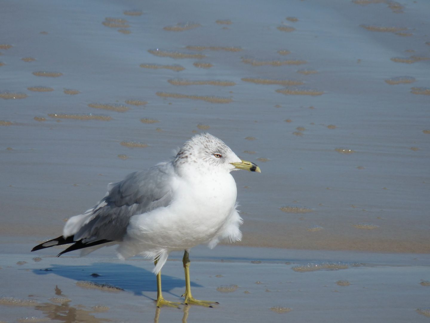 Ring billed gull