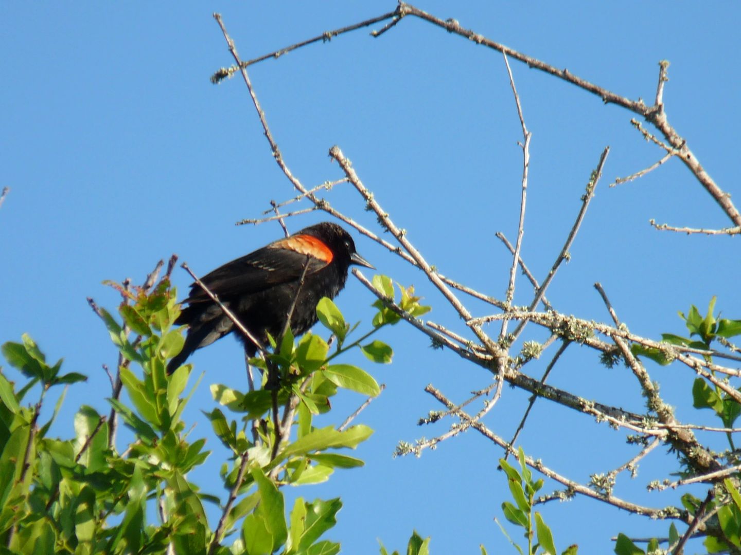 Striped Black Bird