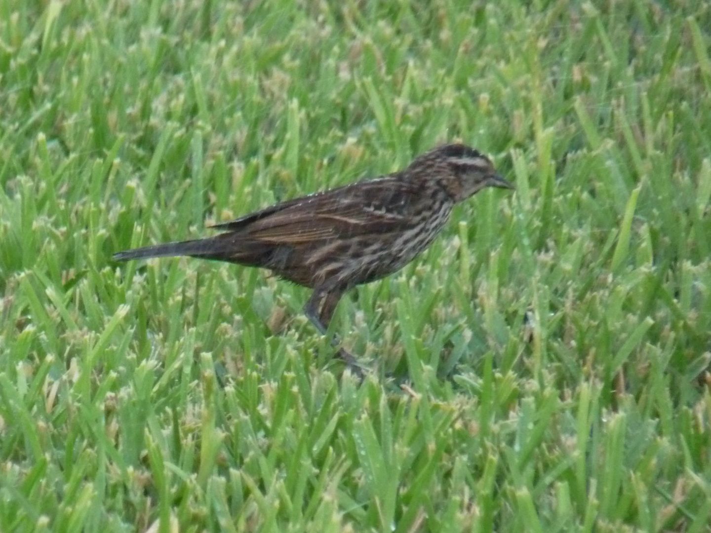 Common Maryland Black Bird