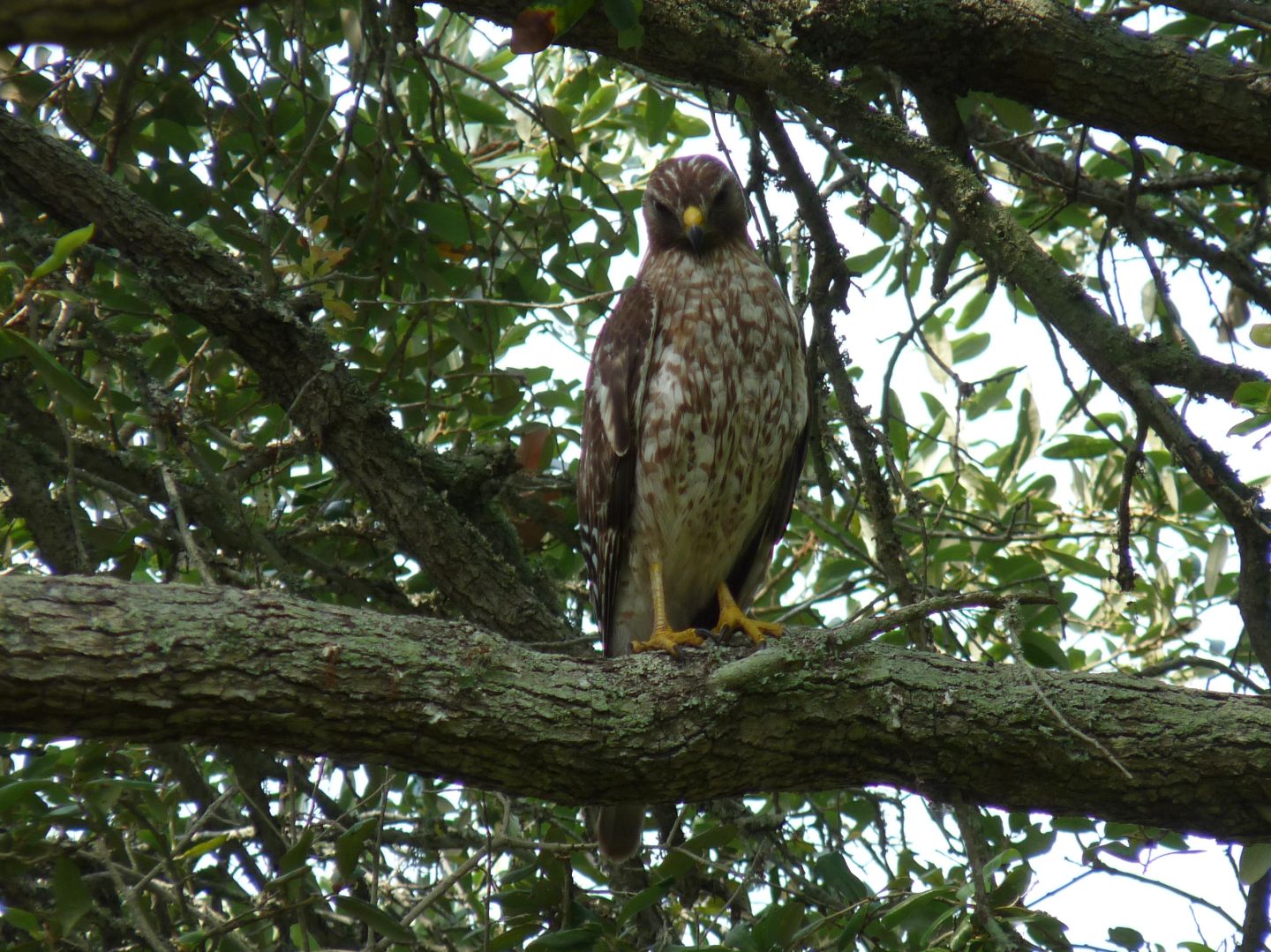 Fall Hawk