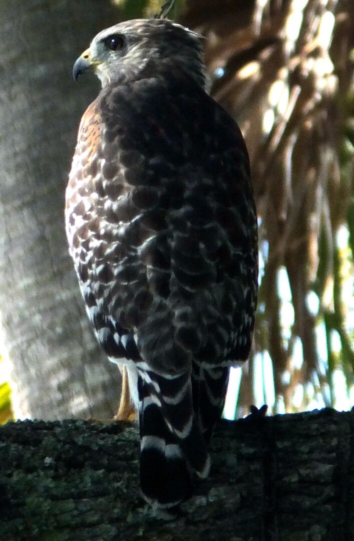 Red shouldered Hawk