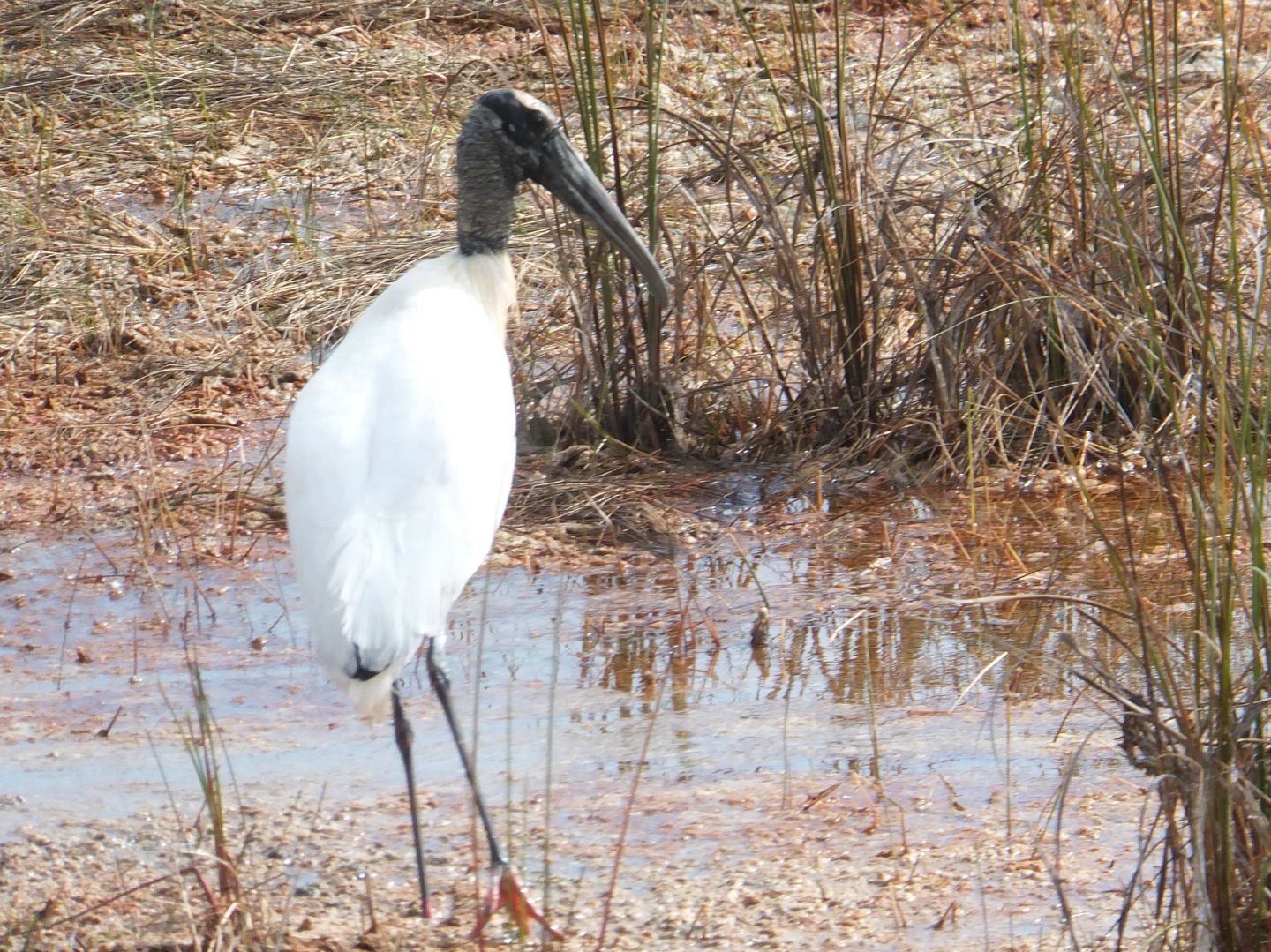 Wood Stork