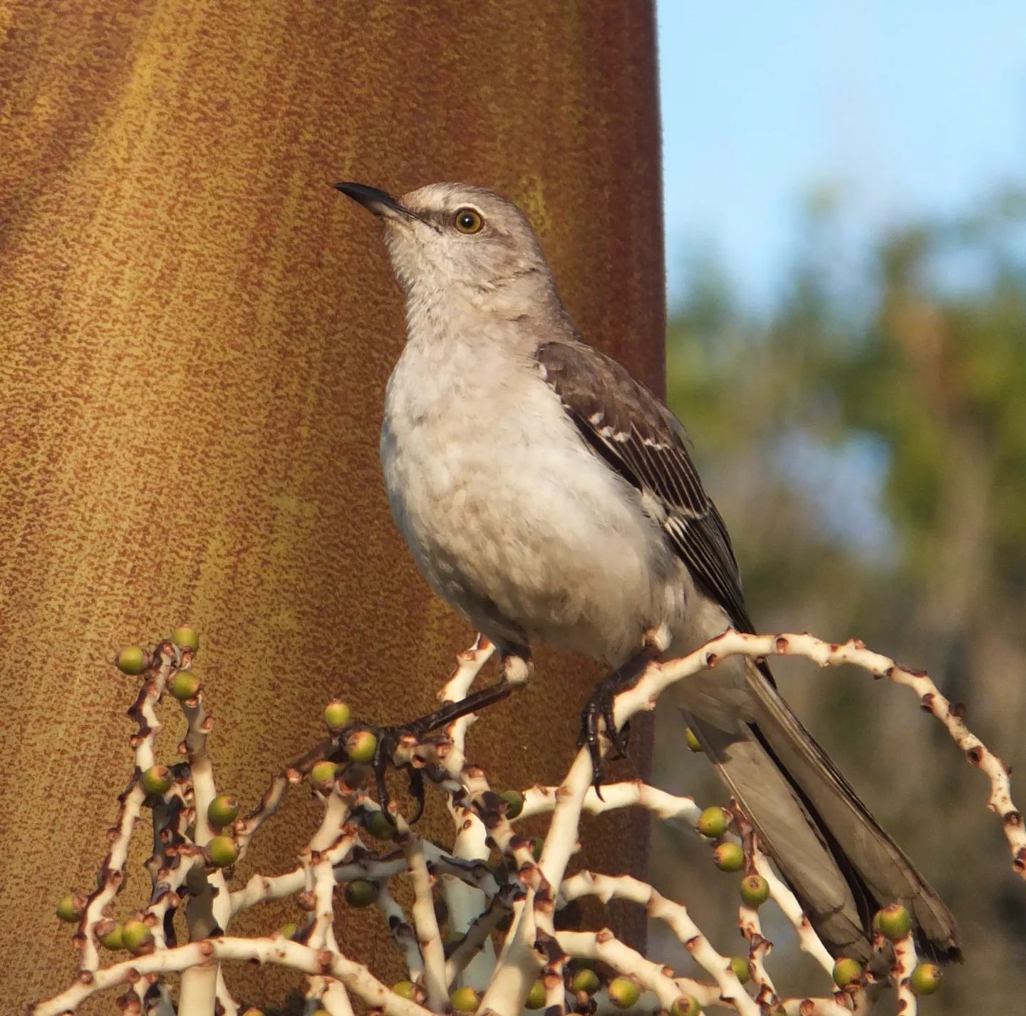 Northern Mockingbird