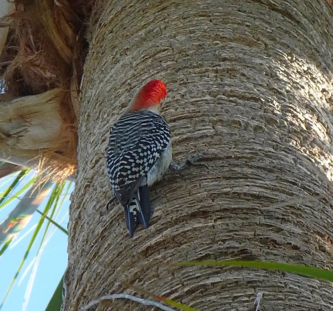 Red bellied woodpecker