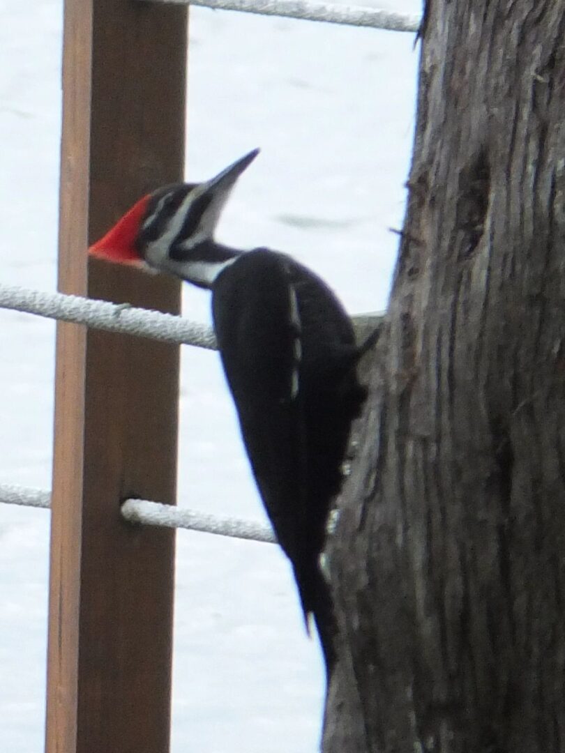 Pileated Woodpecker