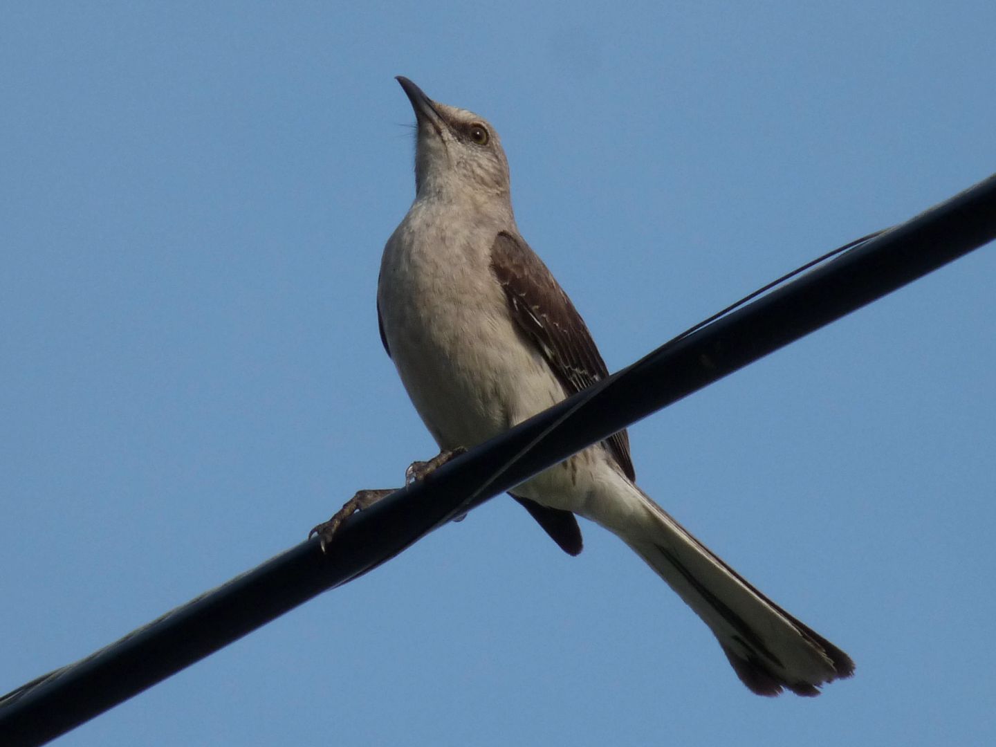 Tropical Mockingbird