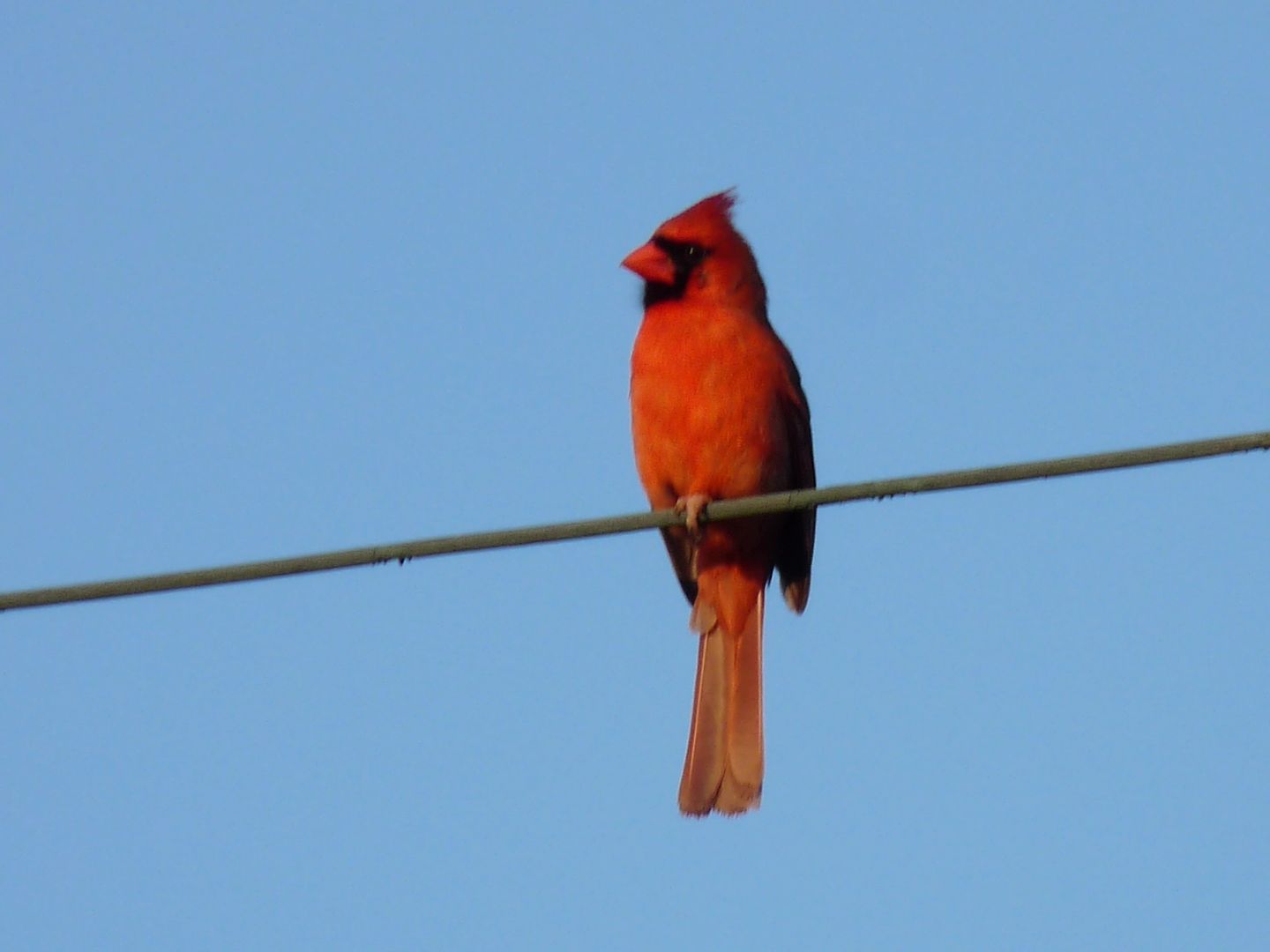 Northern Cardinal