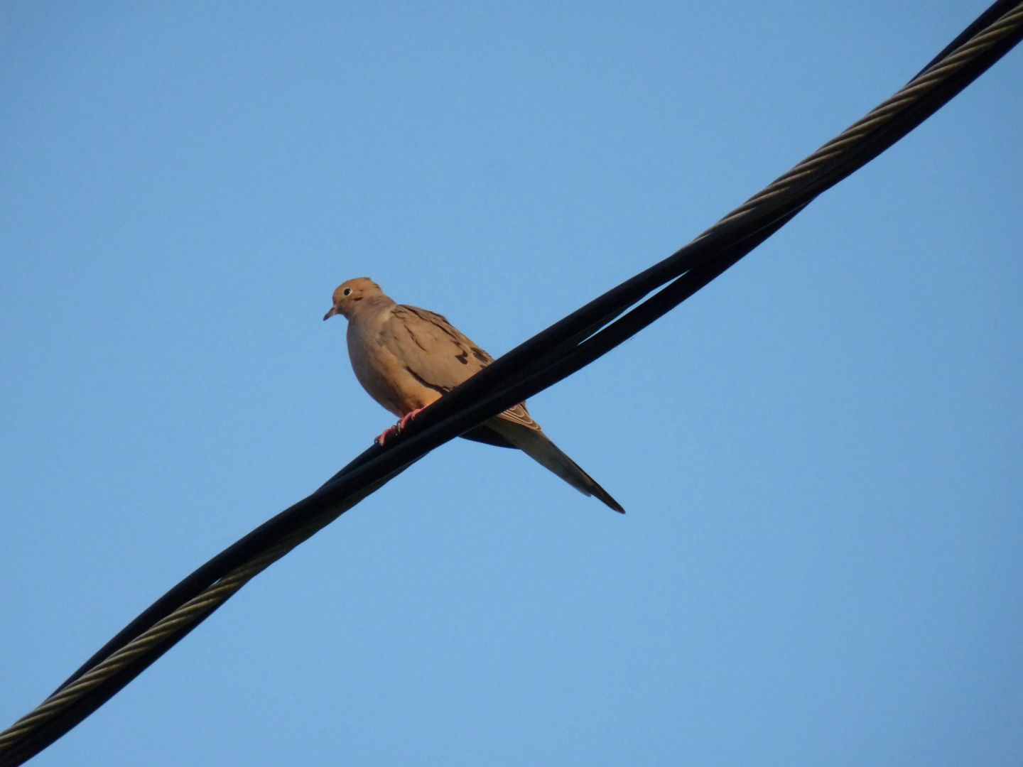 Morning Dove