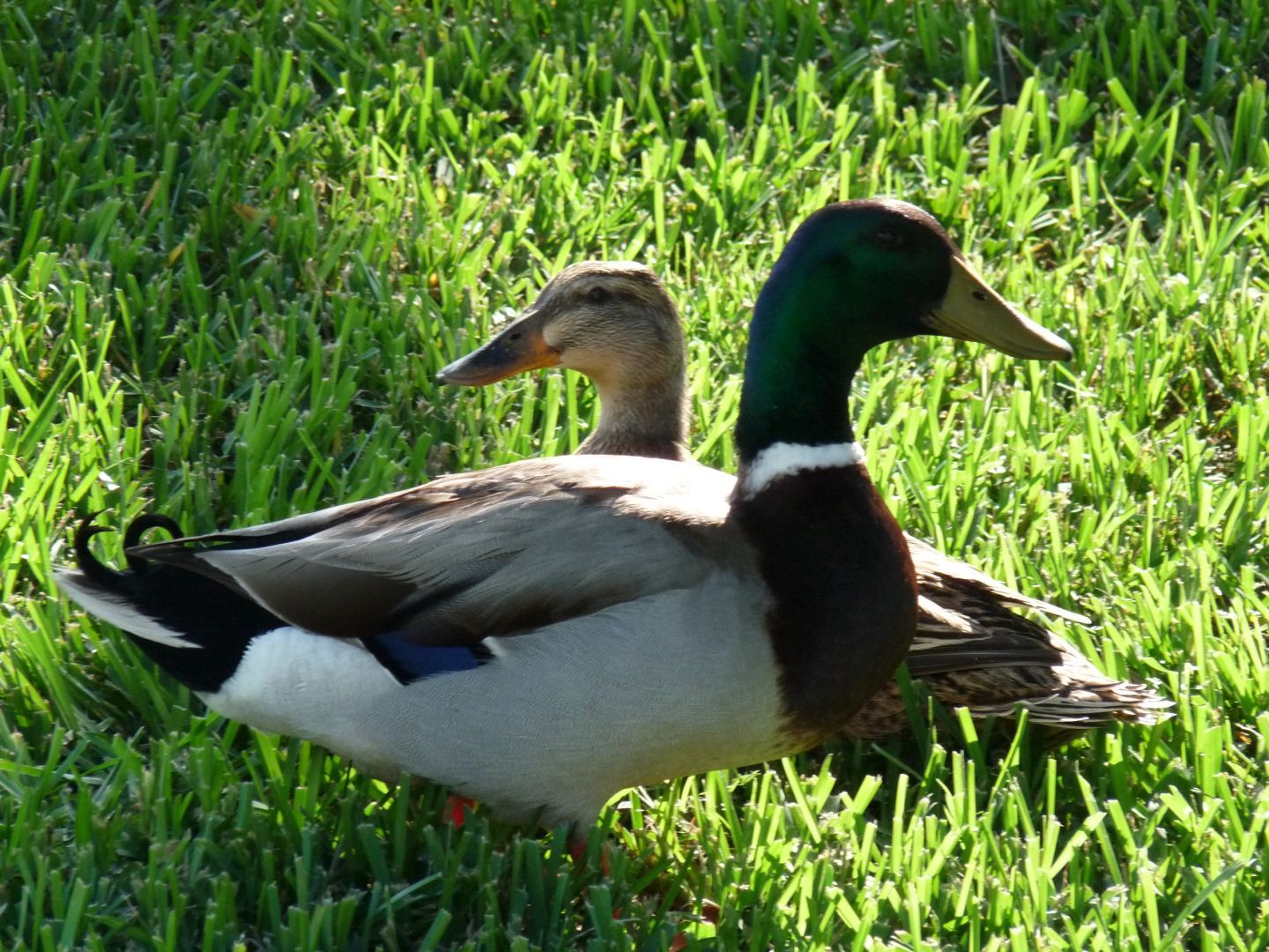 Mallard Duck