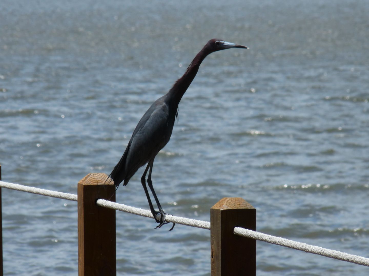 Little Blue Heron