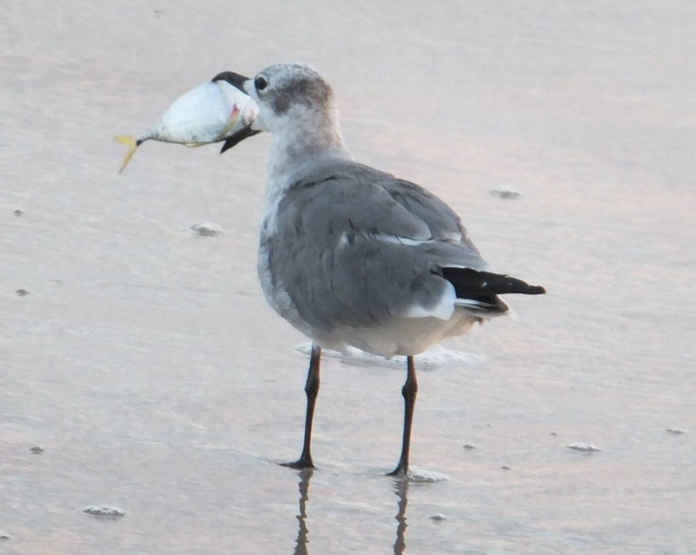 Laughing Gull with Fish