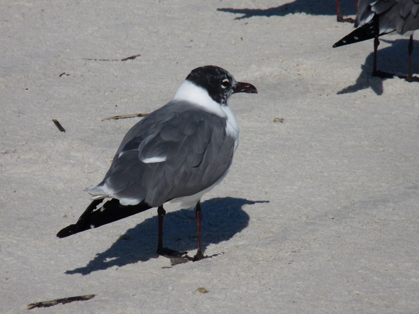 Laughing Gull