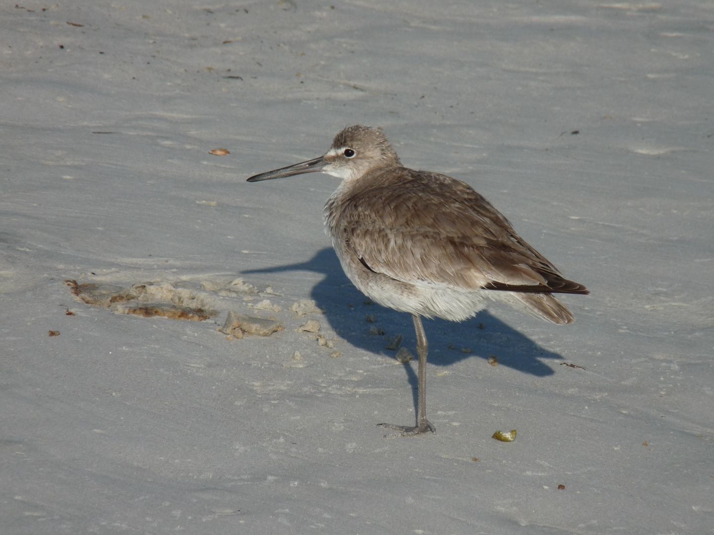 Wilet Winter birds