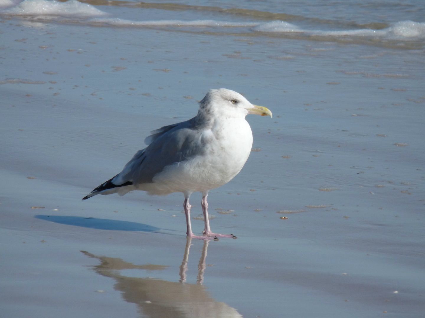 Herring Gull