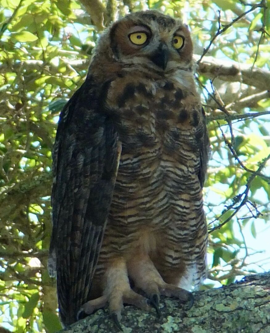 Great Horned Owl