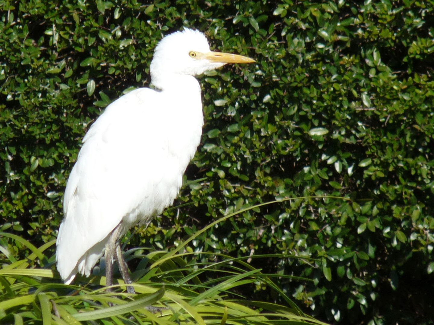 Great Egret