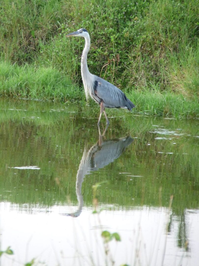 Great Blue Heron