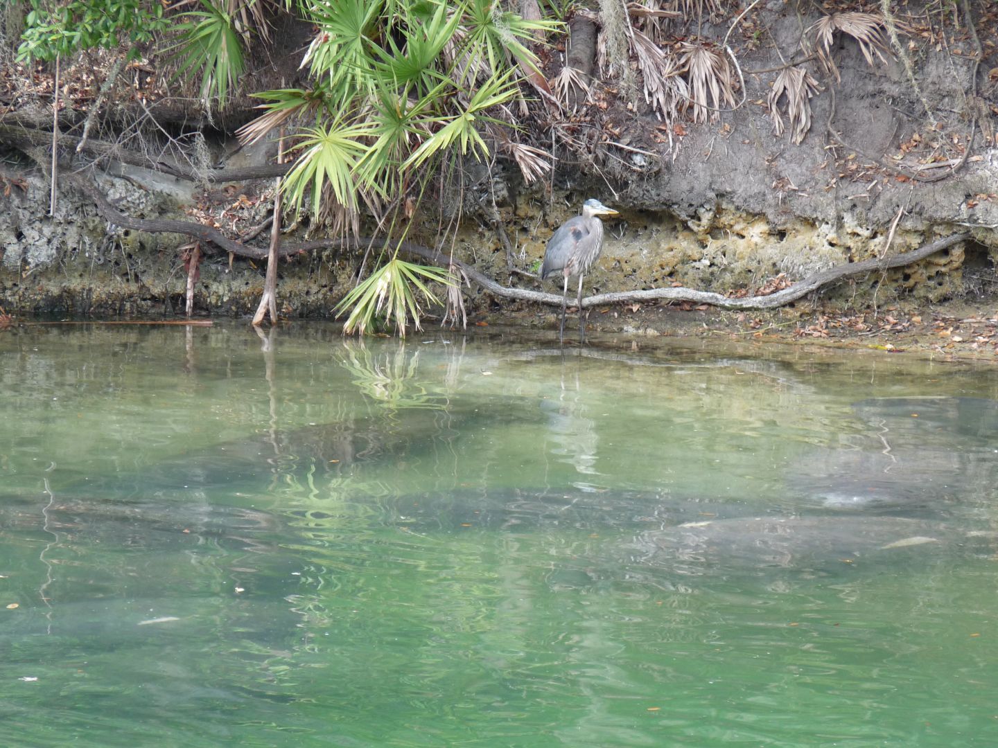 Heron beside water