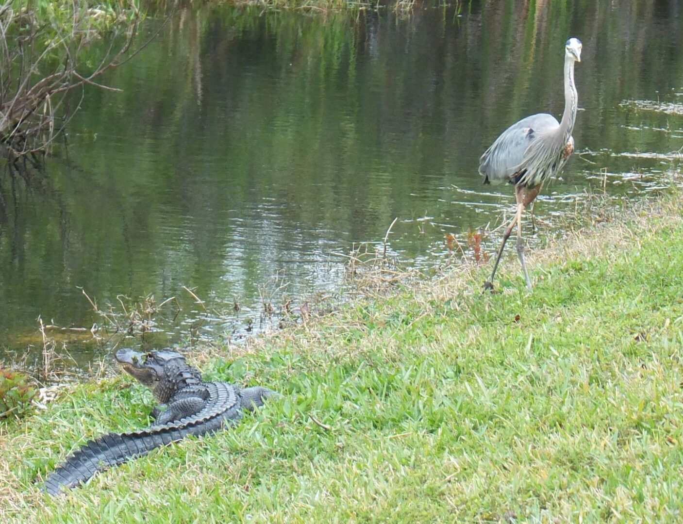 Bird & Crocodile