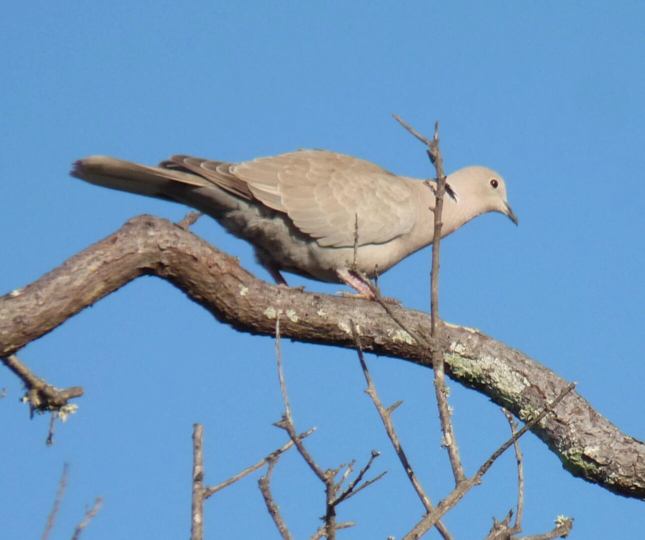 White pigeon