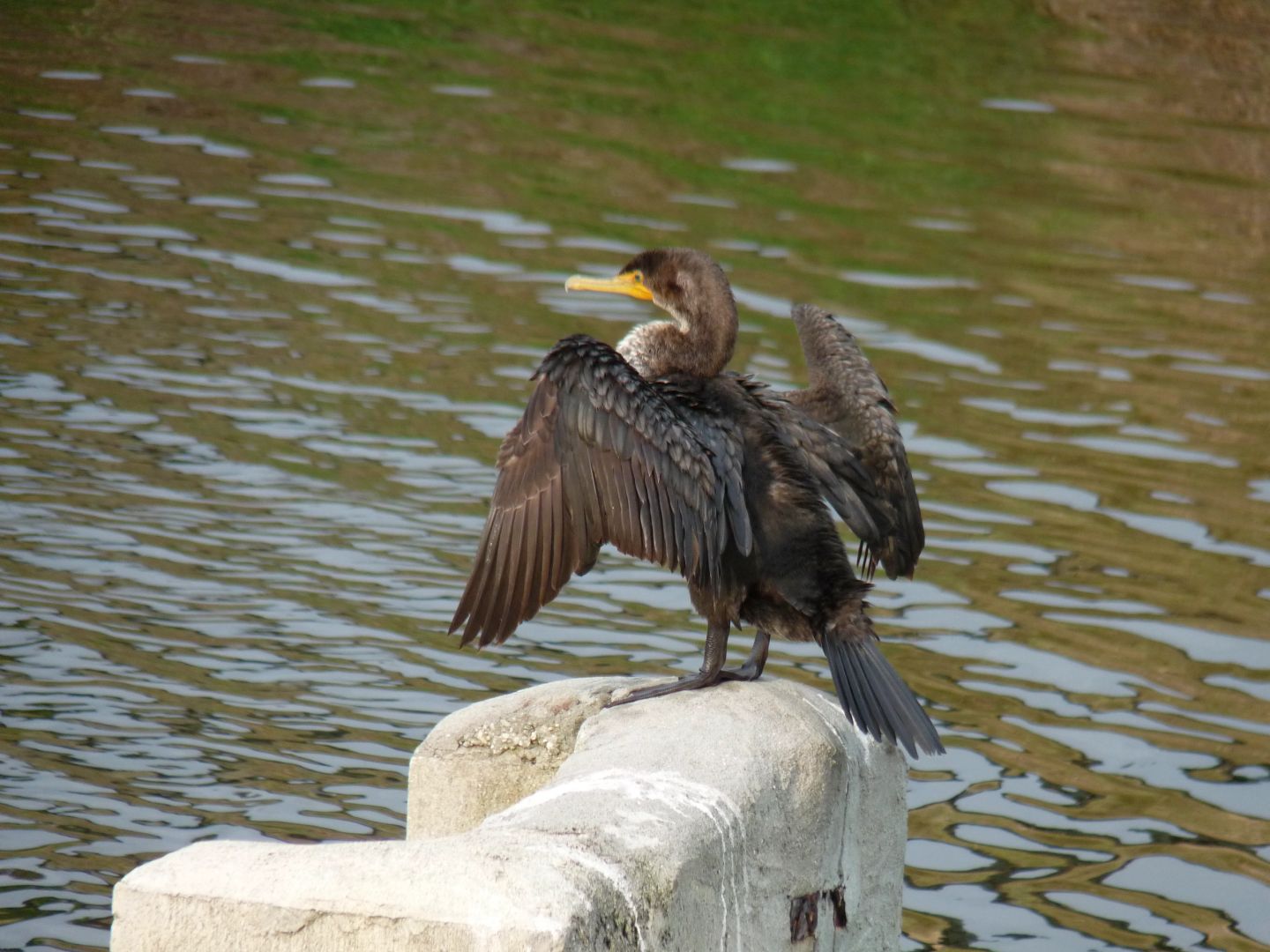 Great Cormorant flapping wings