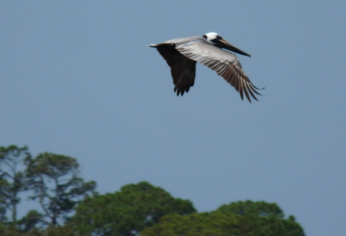 Pelican flying