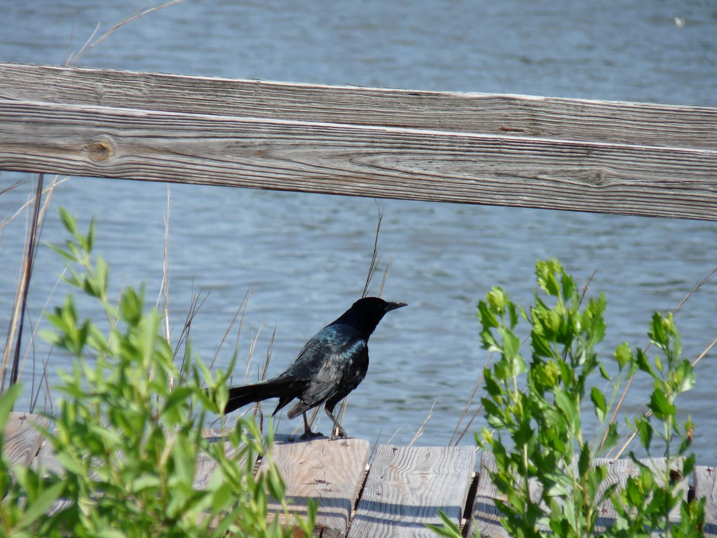 Boat-tailed Grackle