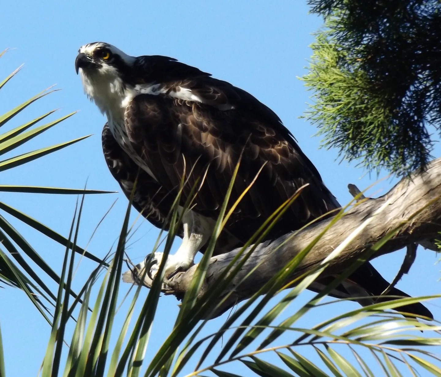 Osprey bird