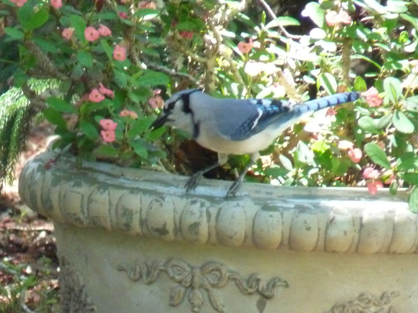 Bird sitting on a vase