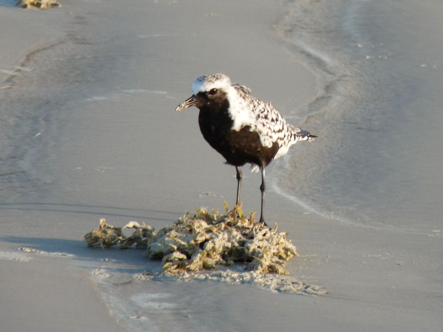 Pacific golden plover