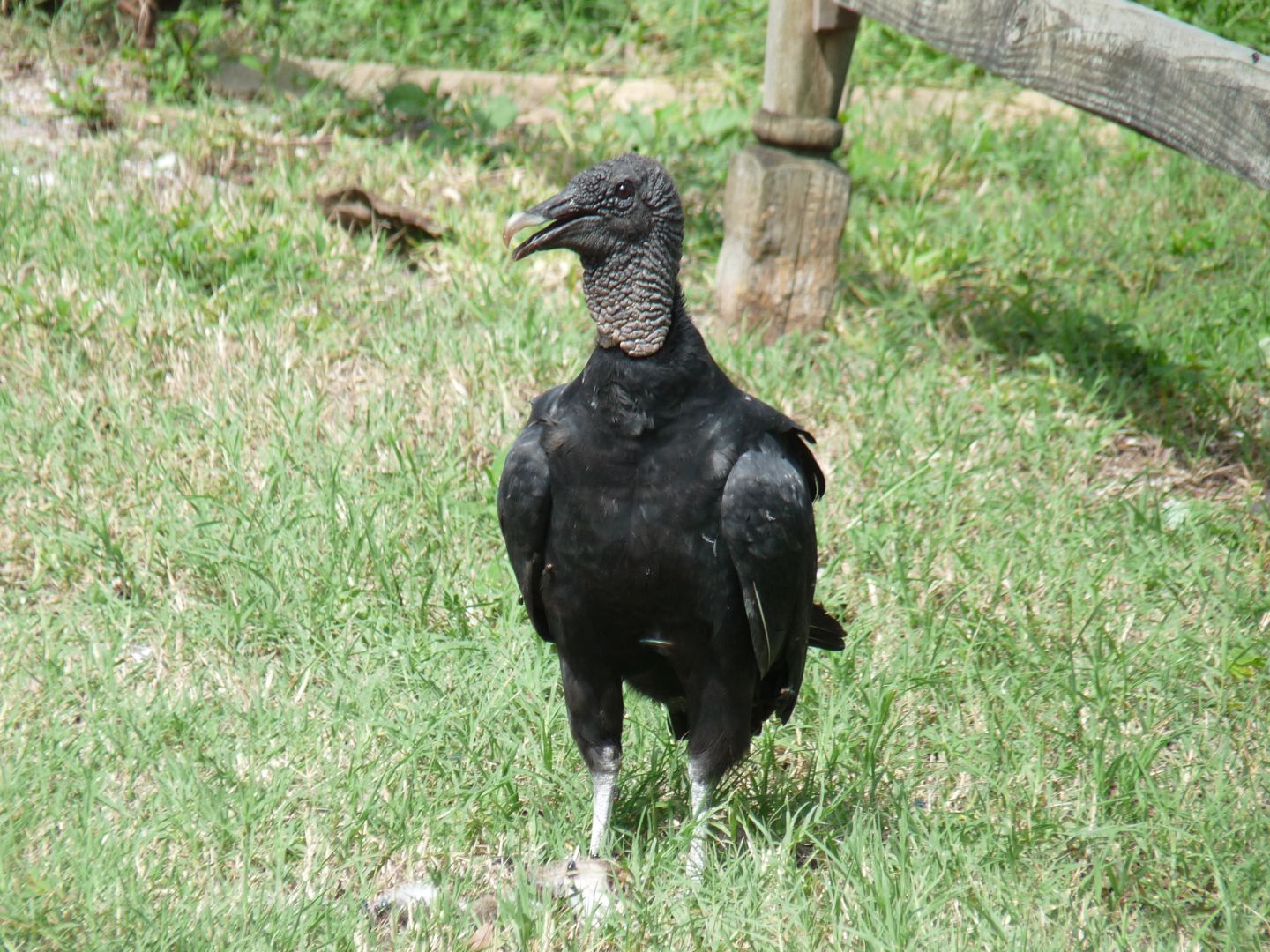 Black vulture