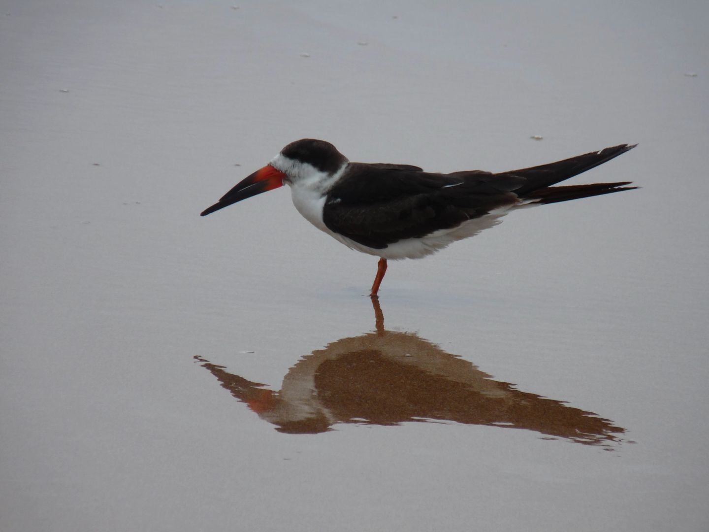 Black Skimmer