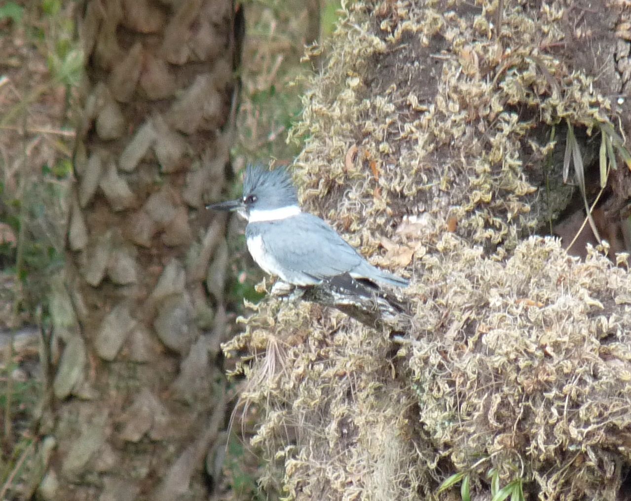 Belted Kingfisher