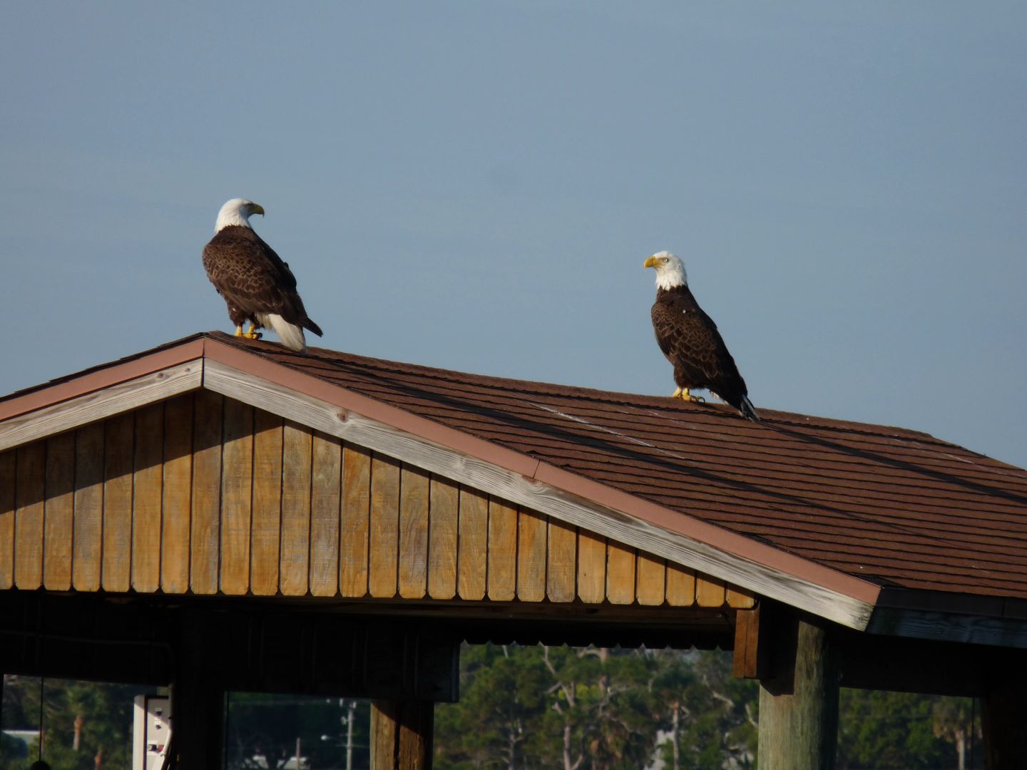 Eagles on rooftop