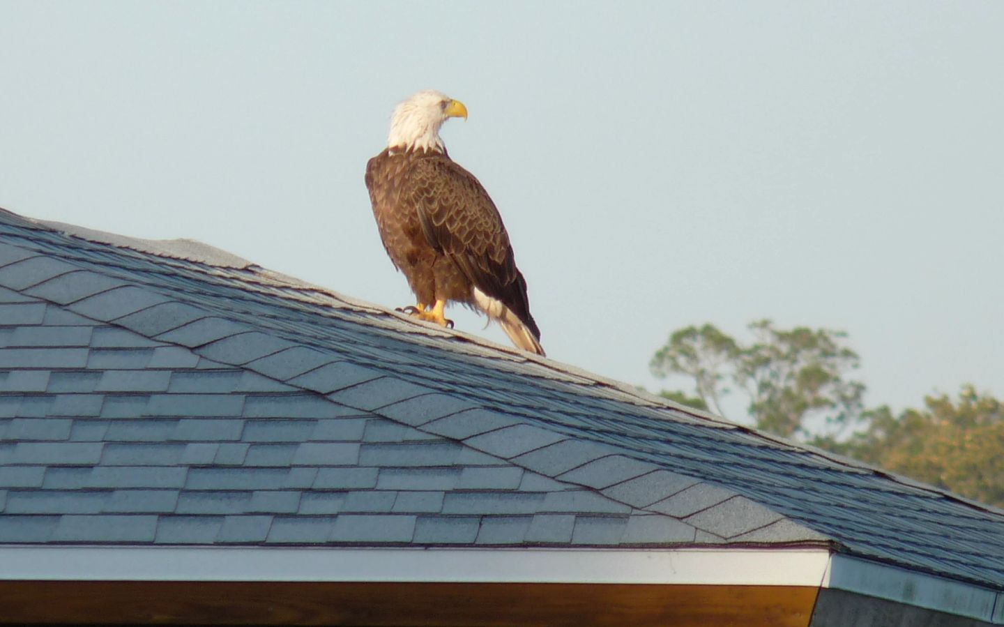 Bald Eagle