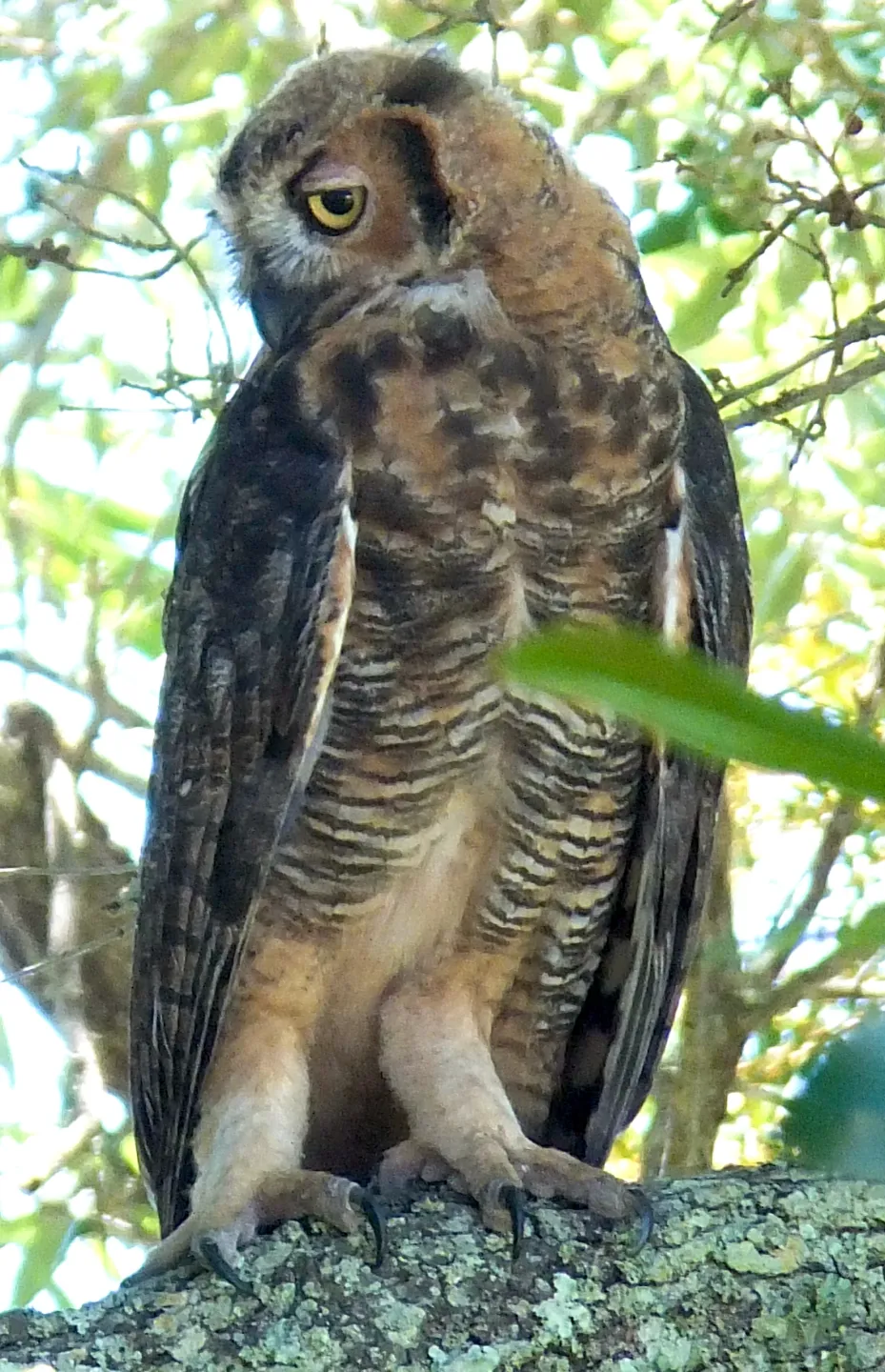 Great horned owl