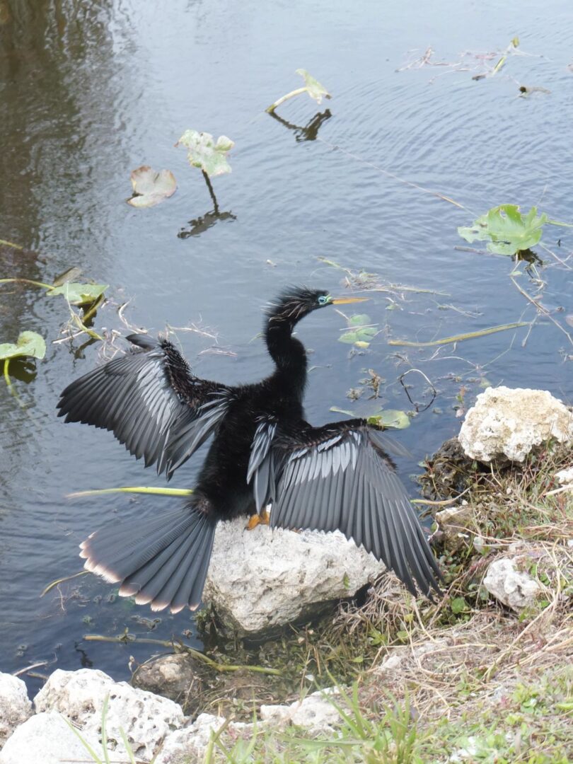 Anhinga male