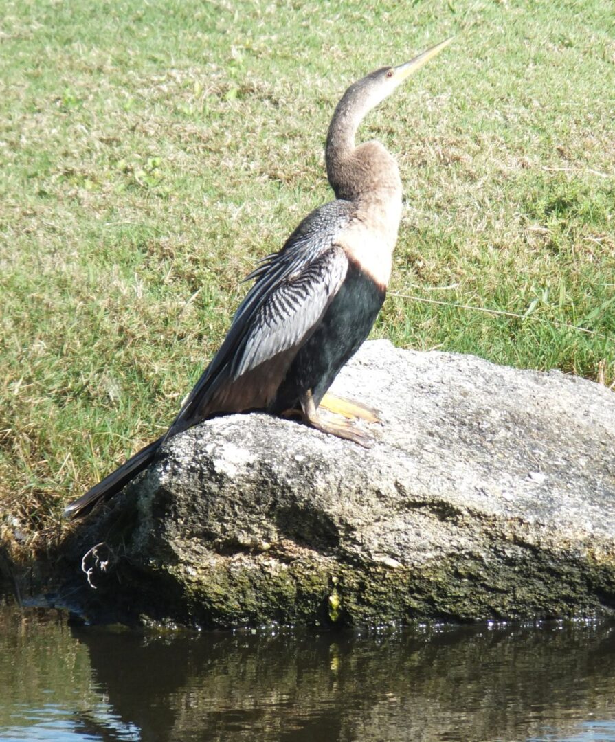 Anhinga female