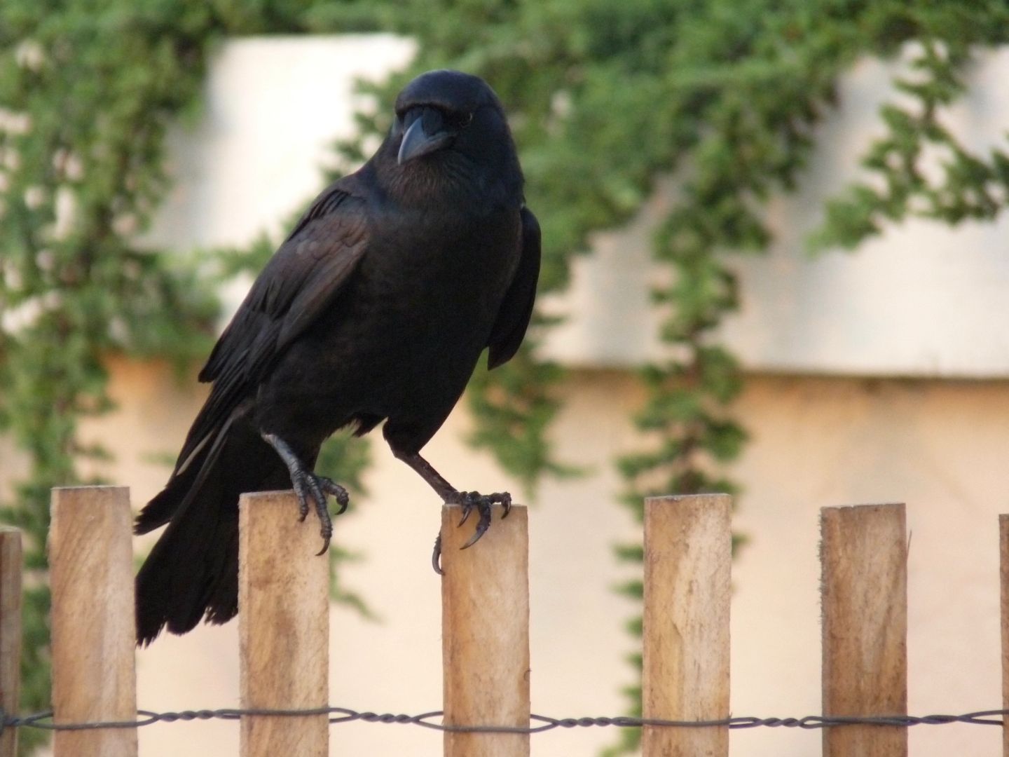 American Crow