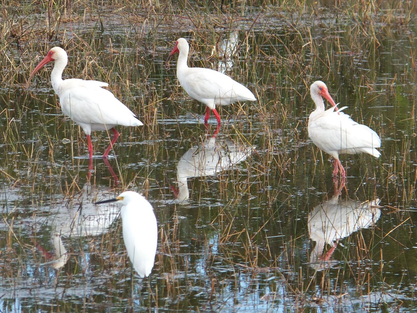 Wading Ibis