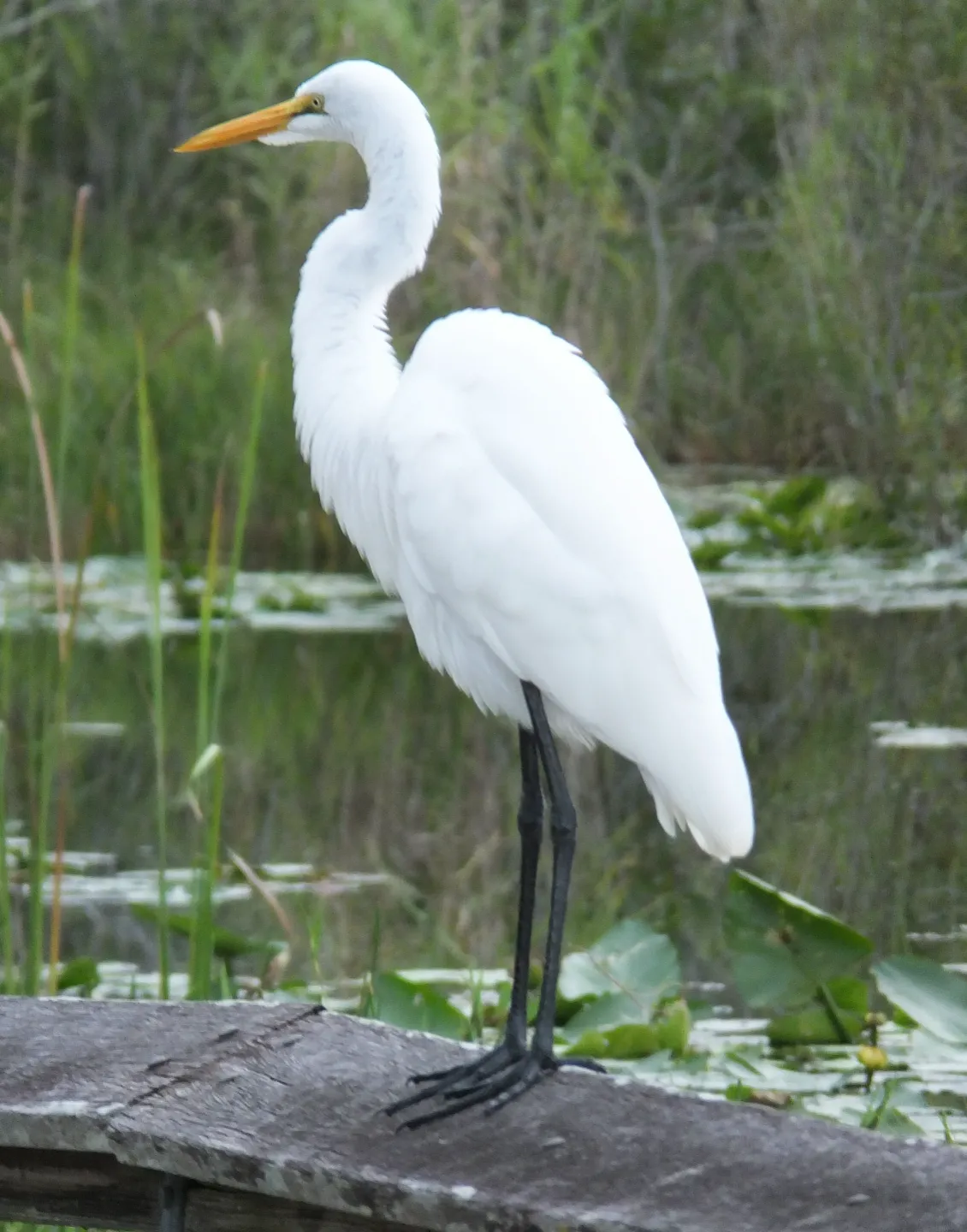 Florida White Egret